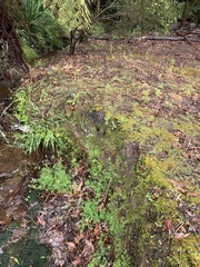 Pardalotus punctatus