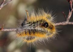 Bombycomorpha