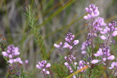Comesperma esulifolium
