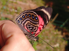 Prepona claudina annetta