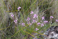 Comesperma esulifolium