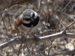 Calicalicus rufocarpalis