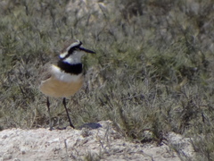 Charadrius thoracicus