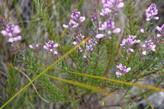 Comesperma esulifolium
