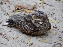 Caprimulgus madagascariensis