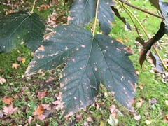 Acer pseudoplatanus