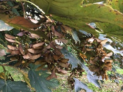 Acer pseudoplatanus