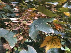 Acer pseudoplatanus