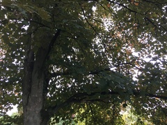 Acer pseudoplatanus