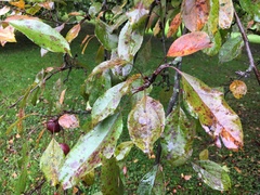 Malus sylvestris