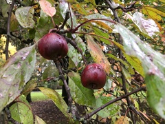 Malus sylvestris