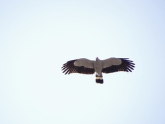 Polyboroides radiatus