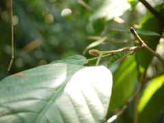 Dipterocarpus indicus