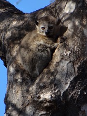 Lepilemur