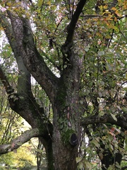 Malus sylvestris