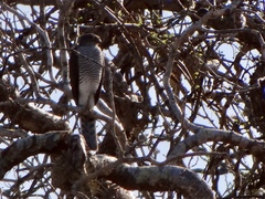 Accipiter madagascariensis