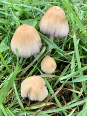 Coprinellus micaceus