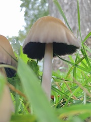 Coprinellus micaceus