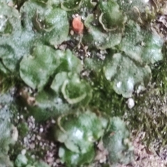 Lunularia cruciata