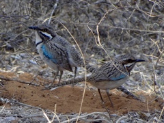 Uratelornis chimaera