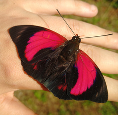 Prepona claudina annetta