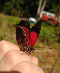 Prepona claudina annetta