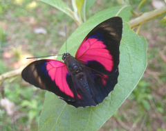 Prepona claudina annetta