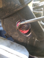 Prepona claudina annetta