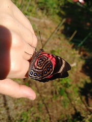 Prepona claudina annetta