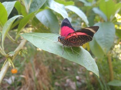 Prepona claudina annetta