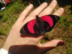 Prepona claudina annetta