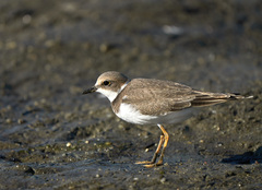 Charadrius dubius