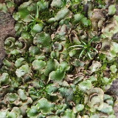 Lunularia cruciata