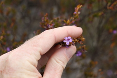 Prostanthera scutellarioides