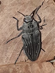 Merimna atrata