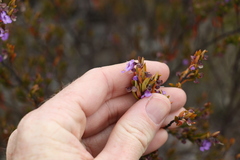 Prostanthera scutellarioides
