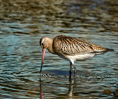 Limosa lapponica