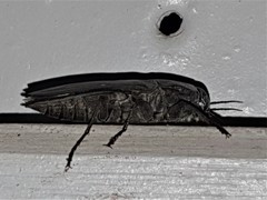 Merimna atrata