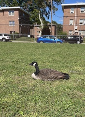 Branta canadensis