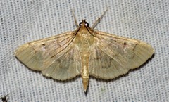 Herpetogramma theseusalis