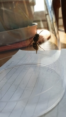 Vespula vulgaris