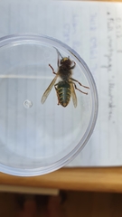 Vespula vulgaris
