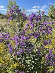Symphyotrichum