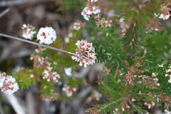 Acrothamnus melaleucoides
