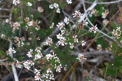 Acrothamnus melaleucoides