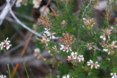 Acrothamnus melaleucoides