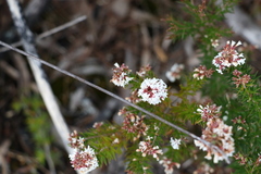 Acrothamnus melaleucoides