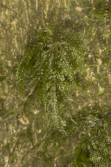 Austrothamnium pandum