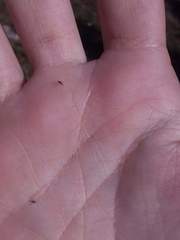 Insecta