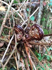 Polystichum piceopaleaceum